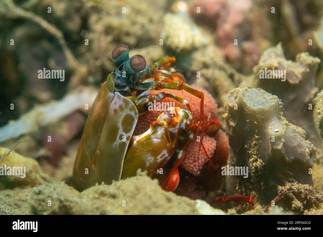 Manti-Garnelen in der Indonesischen See Stockfoto