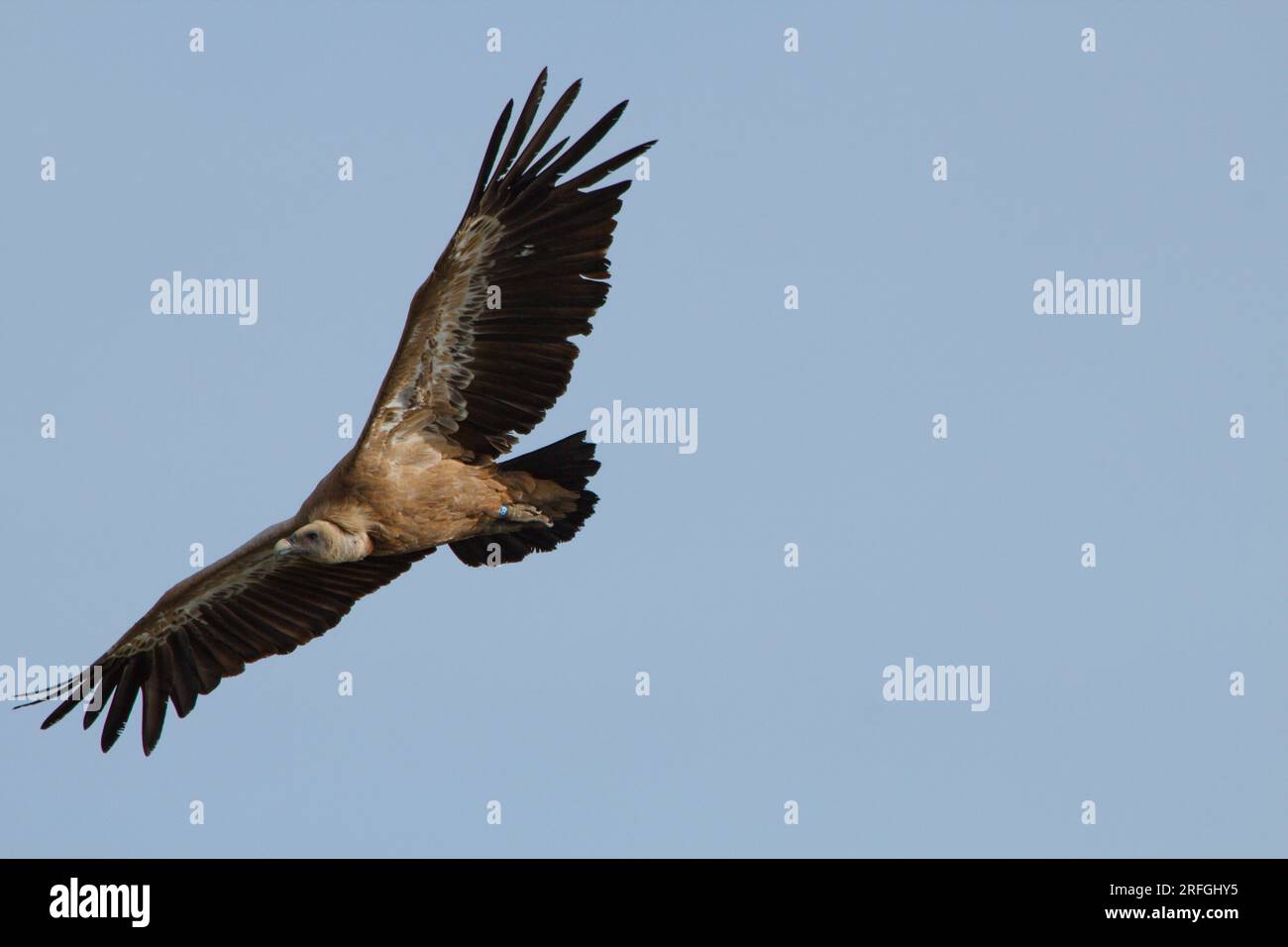 Griffongeier mit ausgestreckten Flügeln, der während des Fluges nach rechts abbiegt, Alcoy, Spanien Stockfoto Griffongeier mit ausgestreckten Flügeln, der während des Fluges nach rechts abbiegt, Alcoy, Spanien Stockfoto