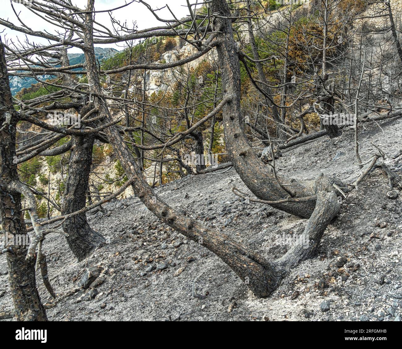 Was vom Wald nach dem Brand in den Bergen übrig ist Stockfoto