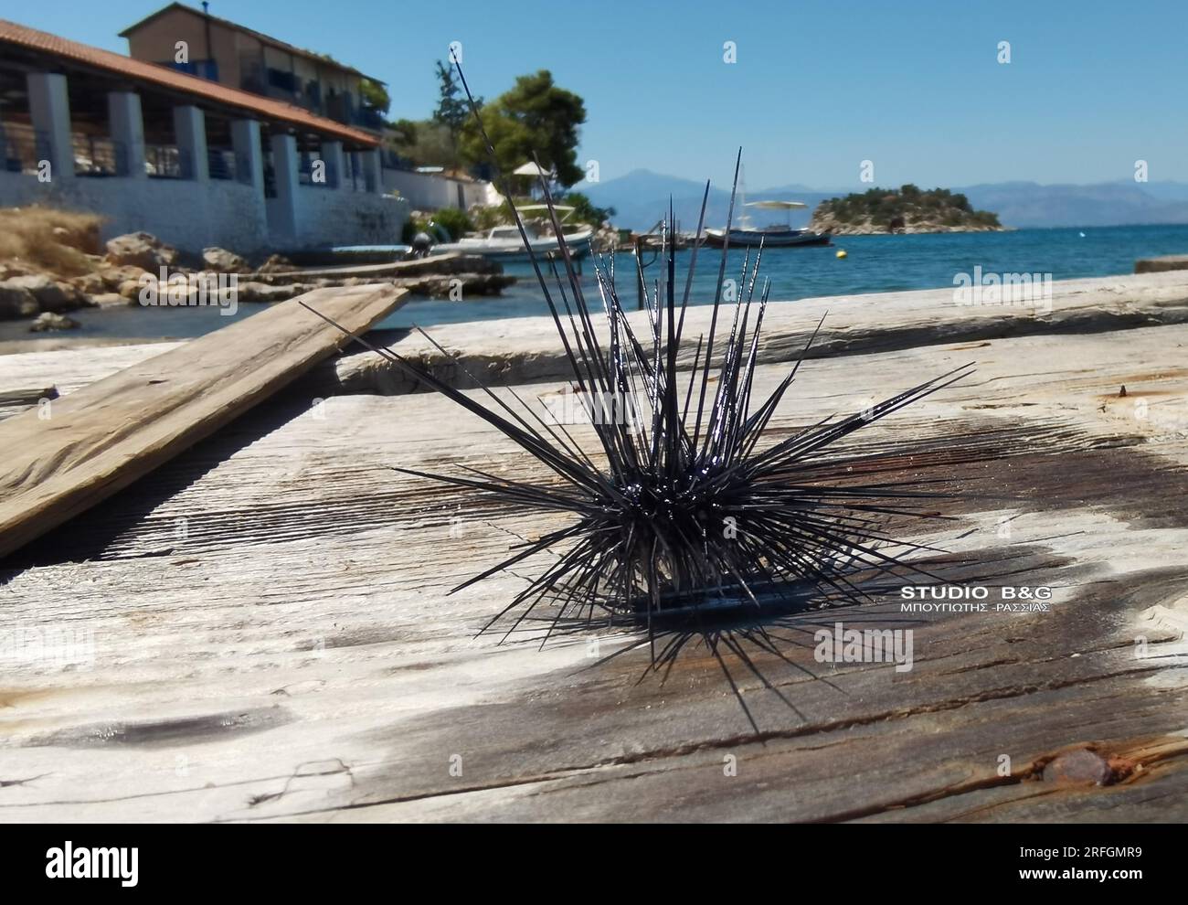 NAFPLIO - SEEIGEL VON SUEZ BIS KARATHONA BEACH Stockfoto