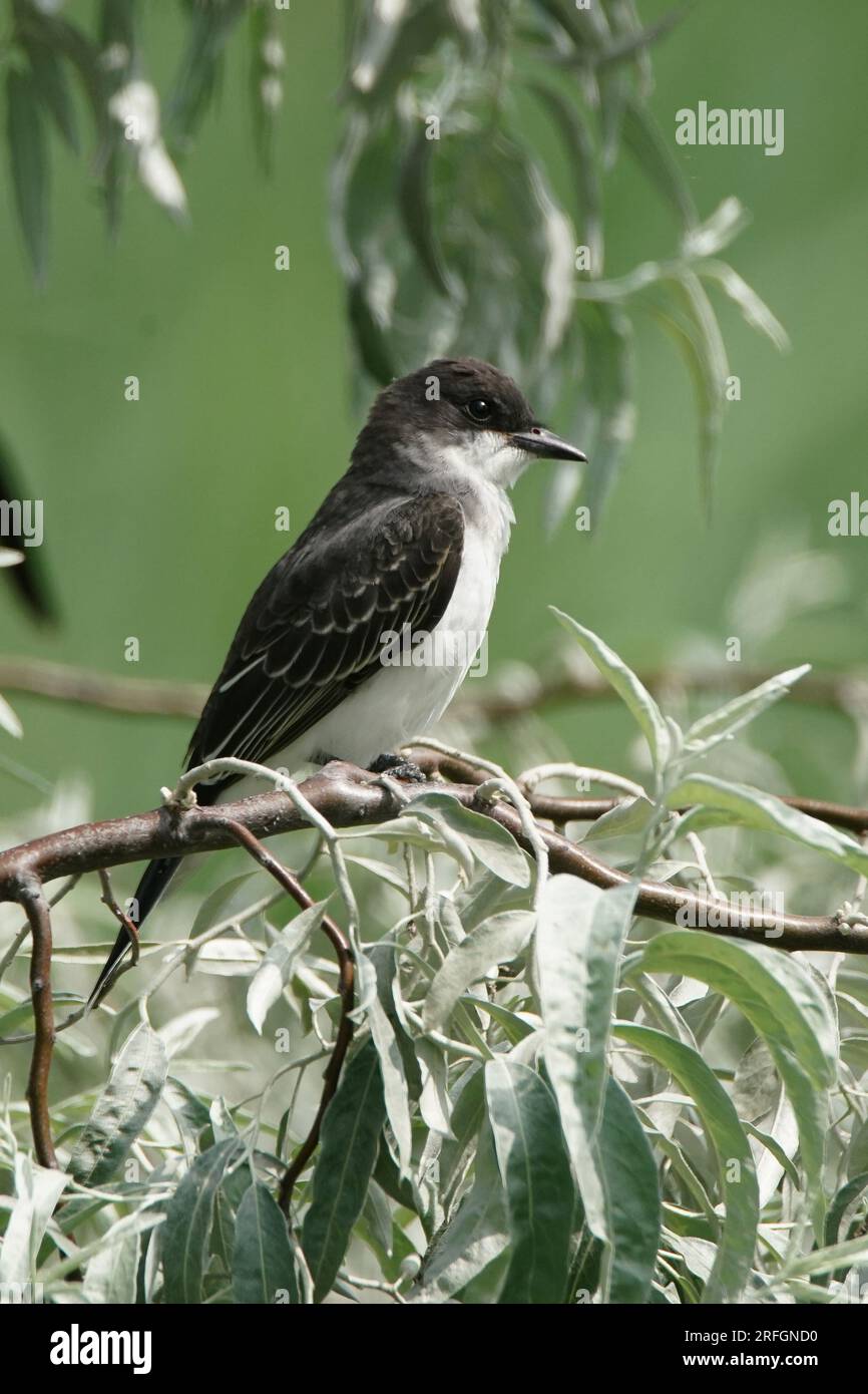 Der östliche Königskäfer sitzt auf einem Ast. Stockfoto