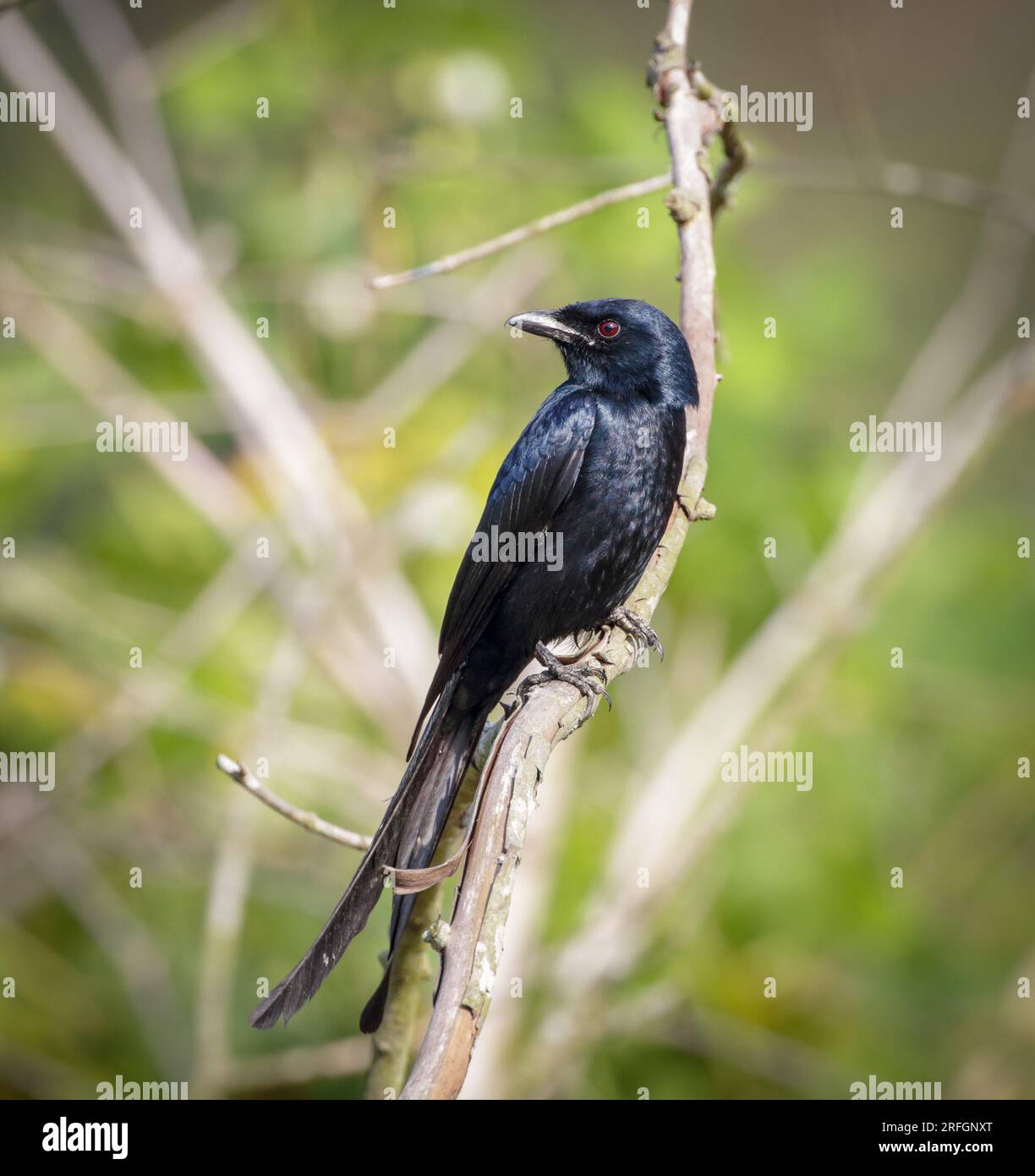 Schwarzer Drongo (Dicrurus macrocercus) ist ein kleiner asiatischer Passerinvogel der Drongo-Familie Dicruridae. Stockfoto