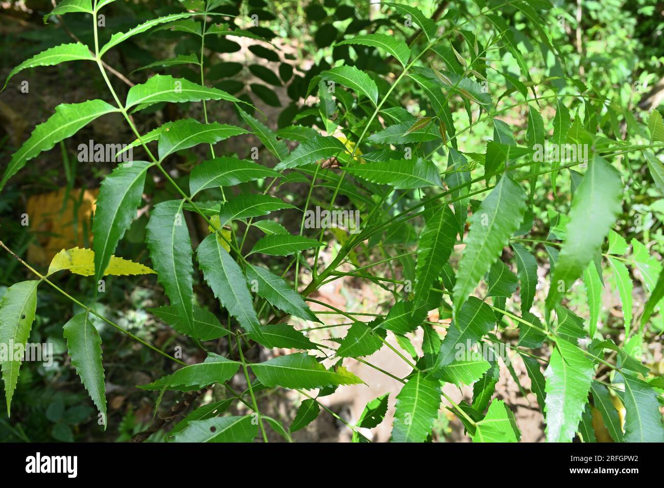 Blick auf eine junge indische Fliederpflanze (Azadirachta Indica), Blick von oben Stockfoto