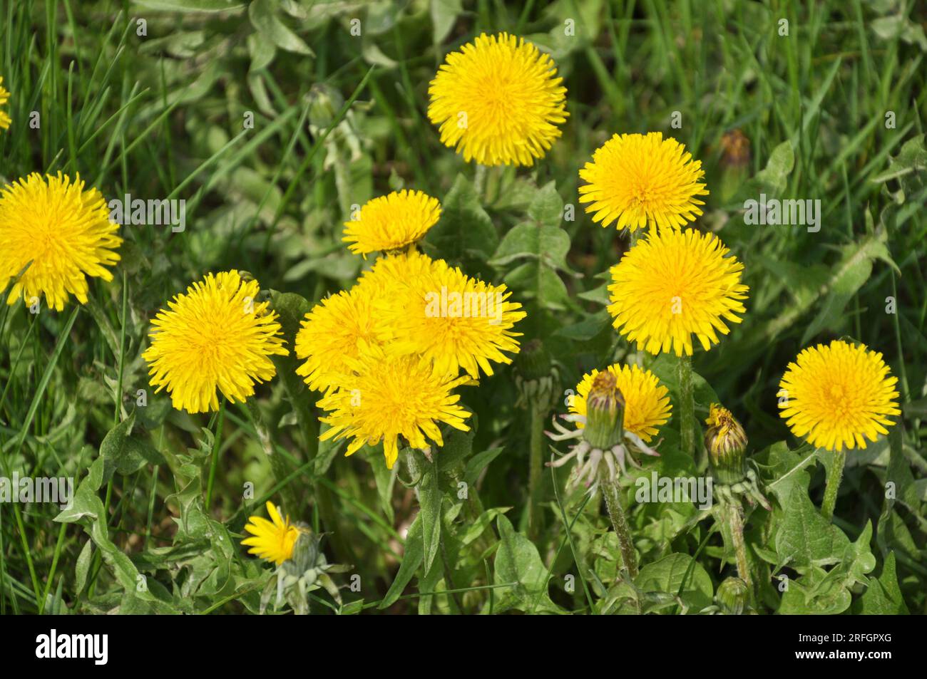 Der Löwenzahn (Taraxacum officinale) wächst im Frühling in der Wildnis Stockfoto