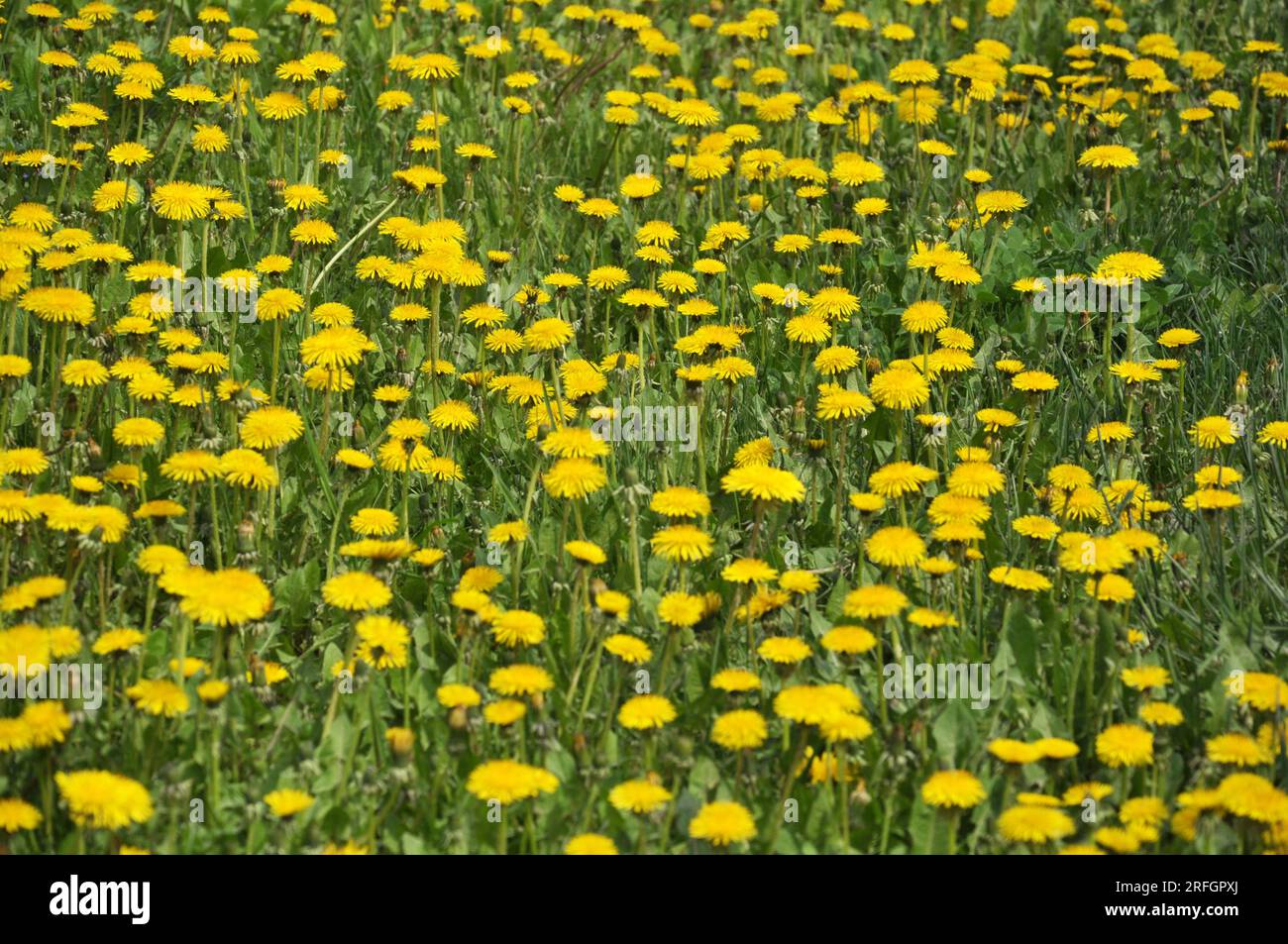 Der Löwenzahn (Taraxacum officinale) wächst im Frühling in der Wildnis Stockfoto