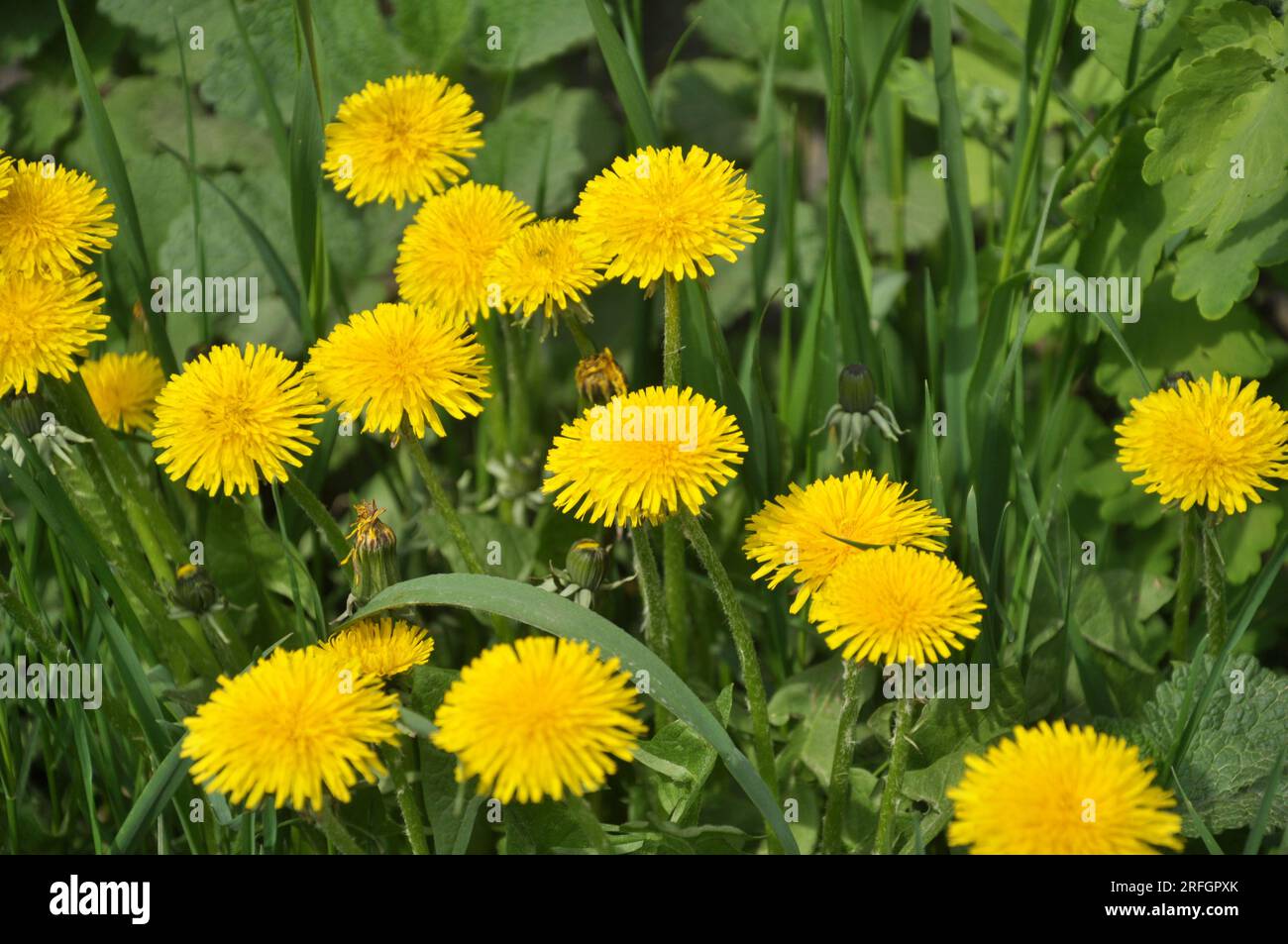 Der Löwenzahn (Taraxacum officinale) wächst im Frühling in der Wildnis Stockfoto