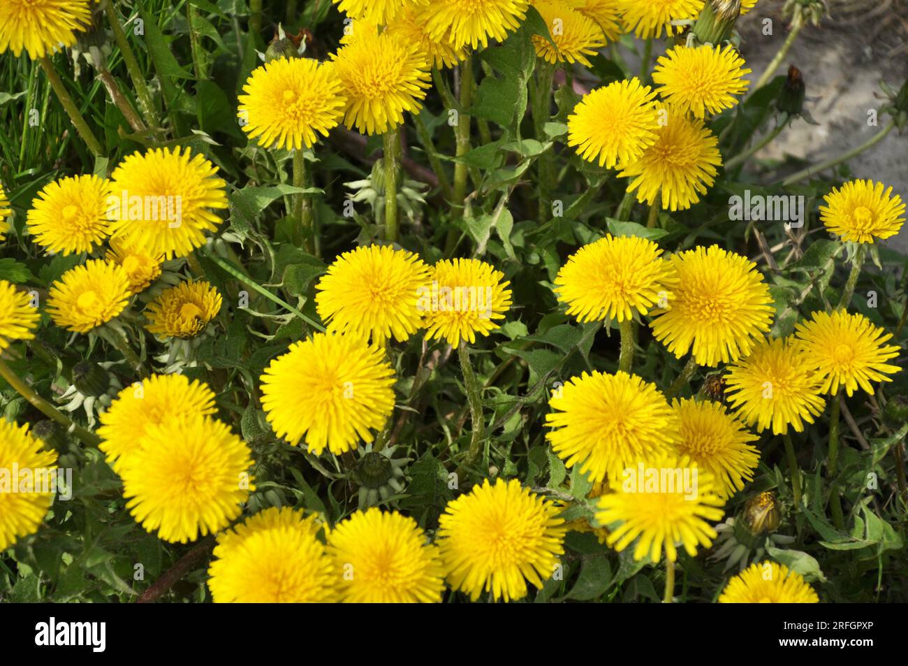 Der Löwenzahn (Taraxacum officinale) wächst im Frühling in der Wildnis Stockfoto