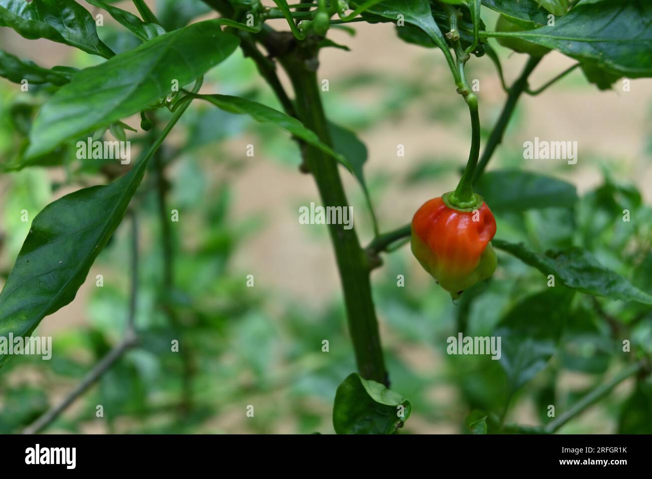 Im Garten hängt ein reifender Nai miris Chili in der Chilipflanze Stockfoto