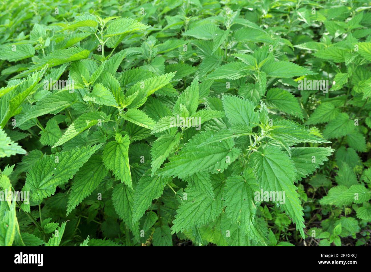 Die Brennnessel dioecious (Urtica dioica) mit grünen Blättern wächst in natürlichen Dickicht. Stockfoto