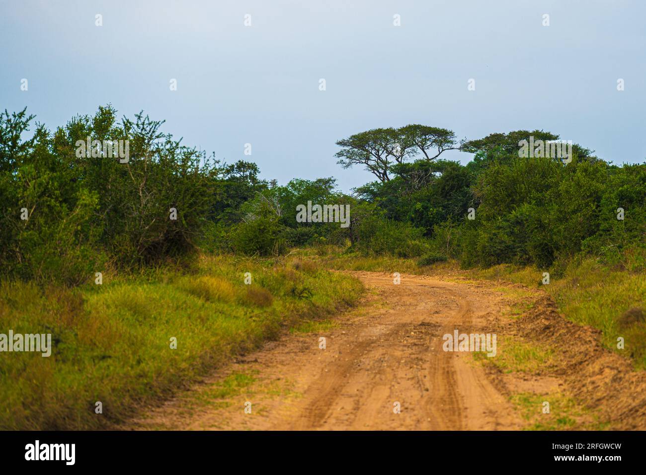 Phinda Game Reserve, Südafrika – 2. Mai 2023. Stockfoto