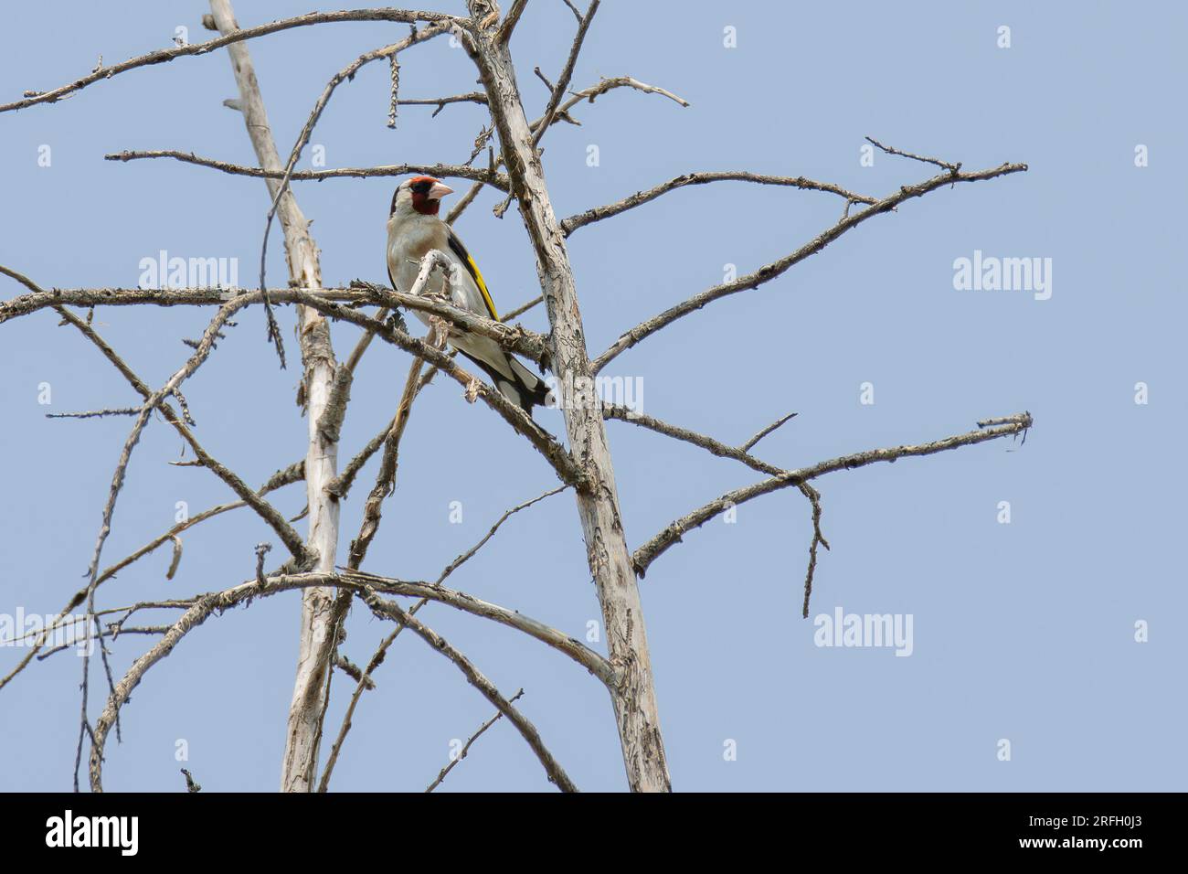 Goldfinch, hoch oben auf einem Baum Stockfoto