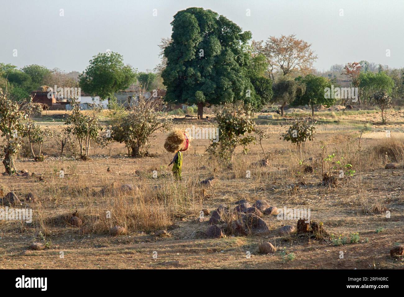 Indien, Khajuraho - 23. März 2018: Ackerbau oder Ackerbau in Indien. Kleine private Felder wechseln sich mit Teichen für Bewässerung, Straßen und Boarding ab Stockfoto