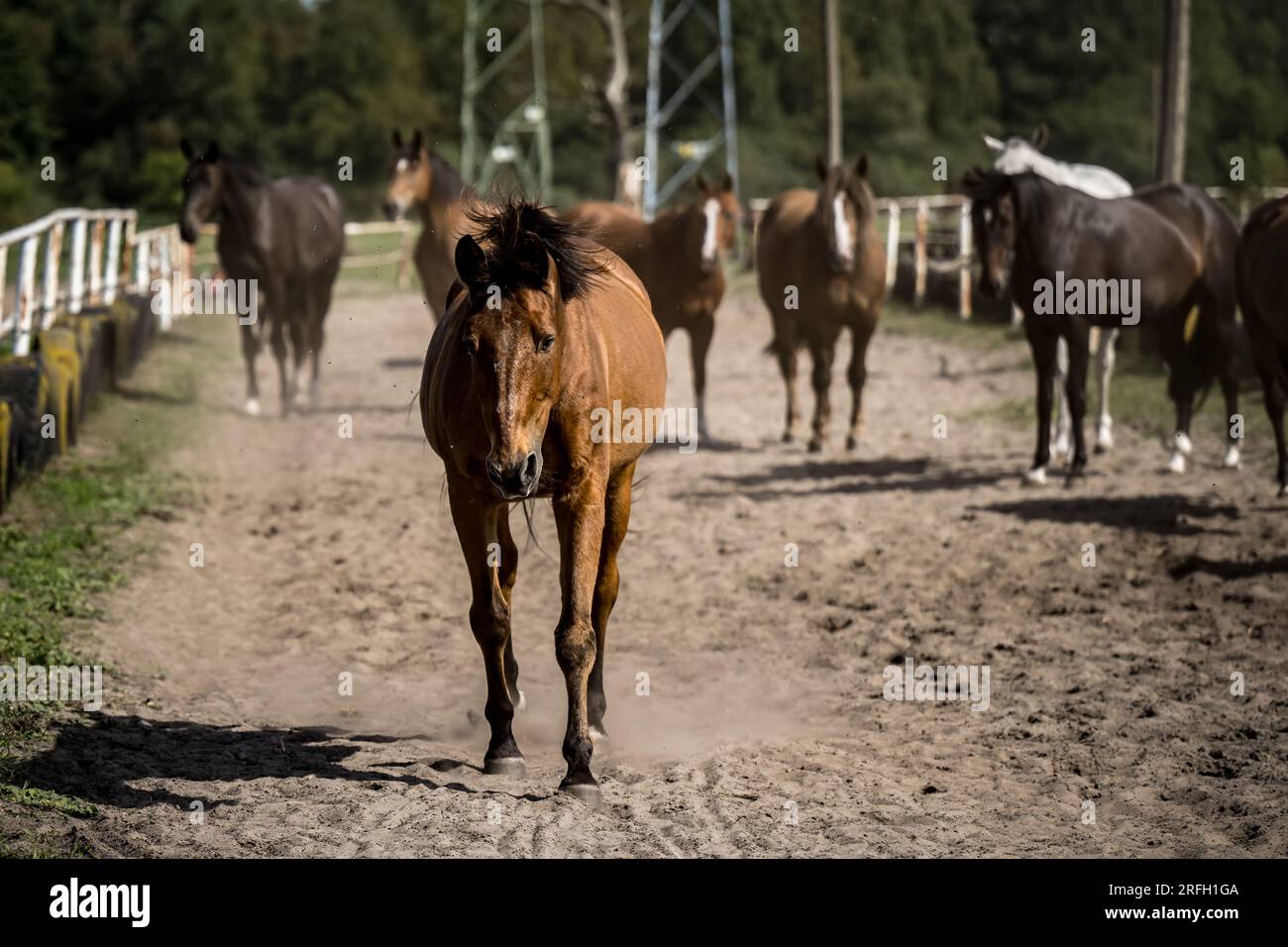 Schöne Pferde auf einer Hengstfarm Stockfoto
