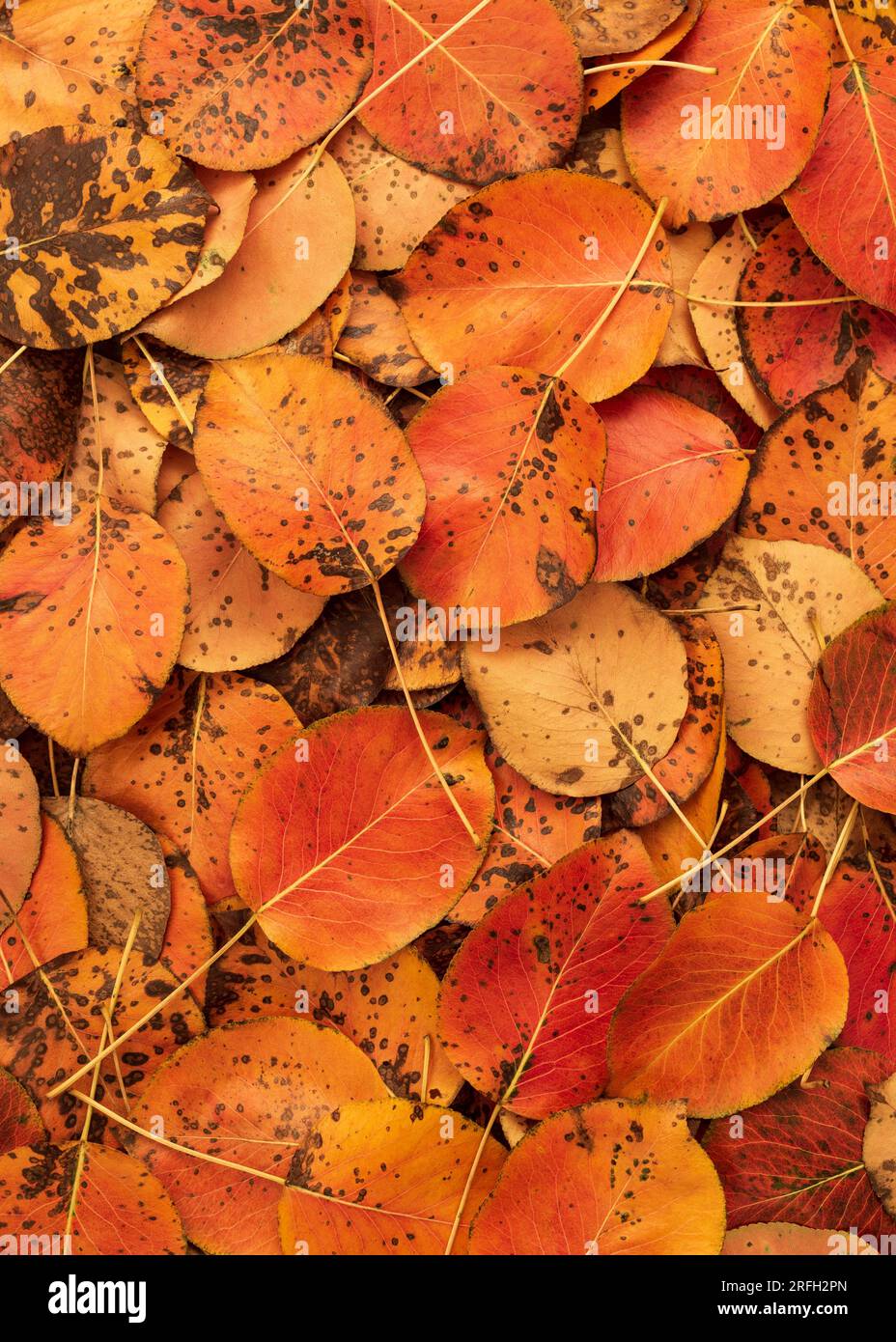 Lebendiger Hintergrund Im Herbstlaub Stockfoto