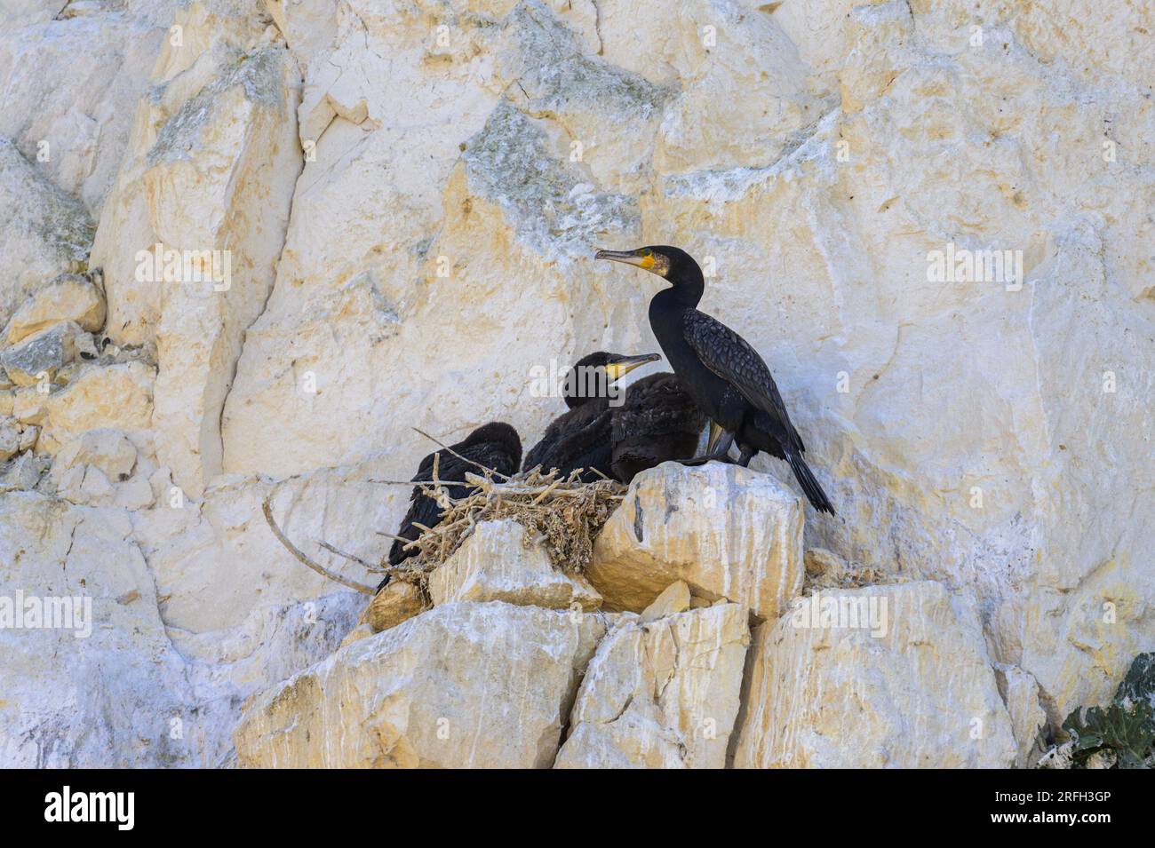 Eine Gruppe großer Kormorane ruht in ihren Nestern auf einer Klippe in der Nähe des Meeres in Nordfrankreich Stockfoto