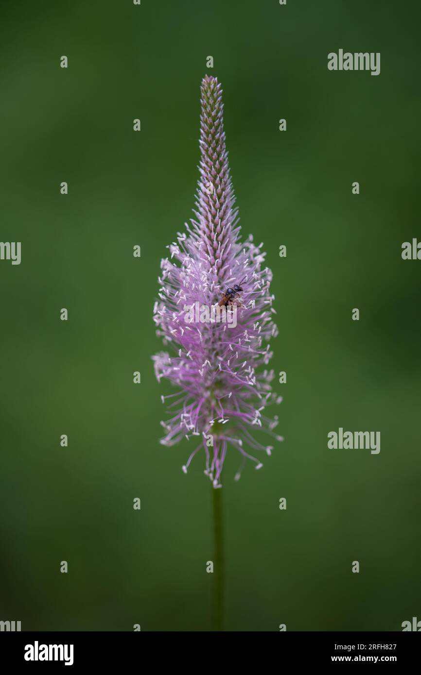 Plantago Media, auch bekannt als Heiliplantain, ist eine Art Blütenpflanze in der Plantaginaceae-Familie. Stockfoto