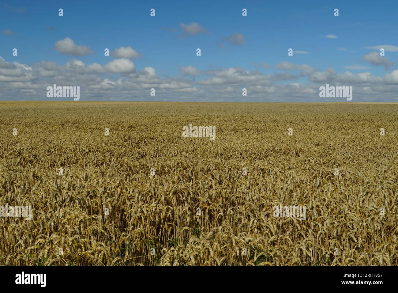 Ein reifes Weizenfeld in Grantchester, Cambridgeshire, Großbritannien Stockfoto