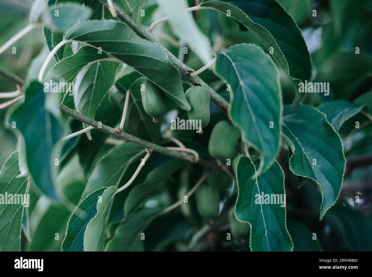 Mini-Kiwi-Babyobst actinidia arguta Wachstum im Garten. Horizontales Vitaminposter, Grußkarten, Kopfzeilen, Website und App Stockfoto