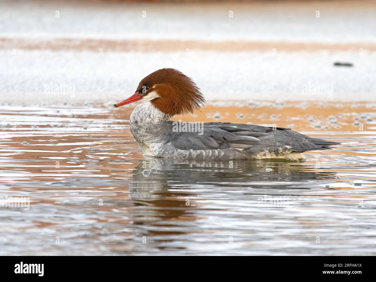 Ein einsamer gemeiner Merganser Hen schwimmt in einem eisigen Teich Stockfoto