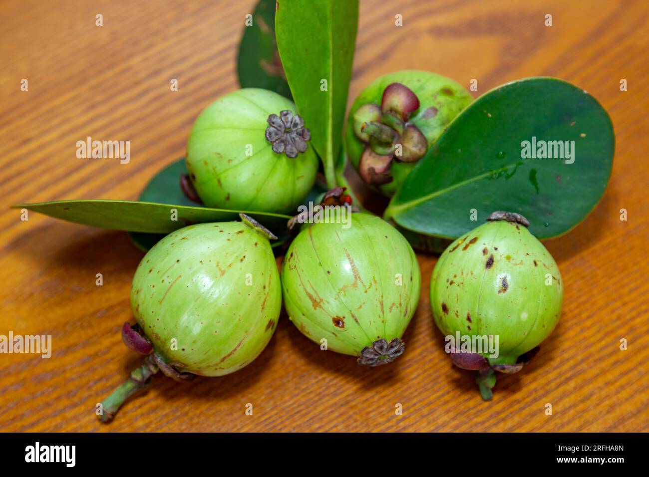 Seltene und exotische tropische Früchte. Botanische Identifikation nicht gefunden. Obst ähnlich wie Mangostan Stockfoto