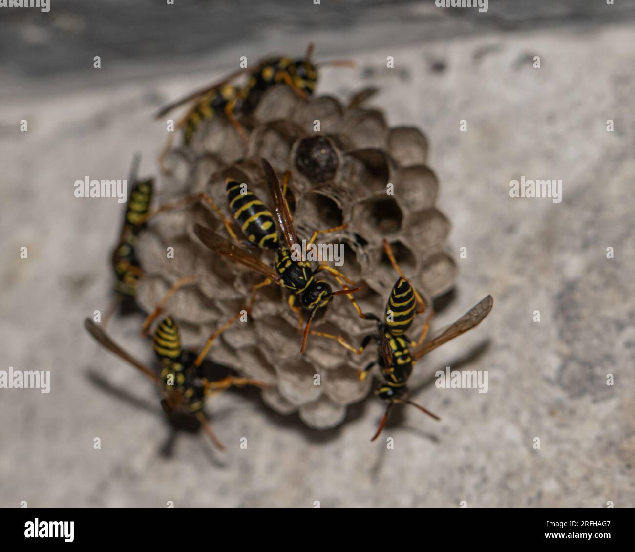 Elegantes Wasp Nest: Architektonisches Wunder der Natur Stockfoto