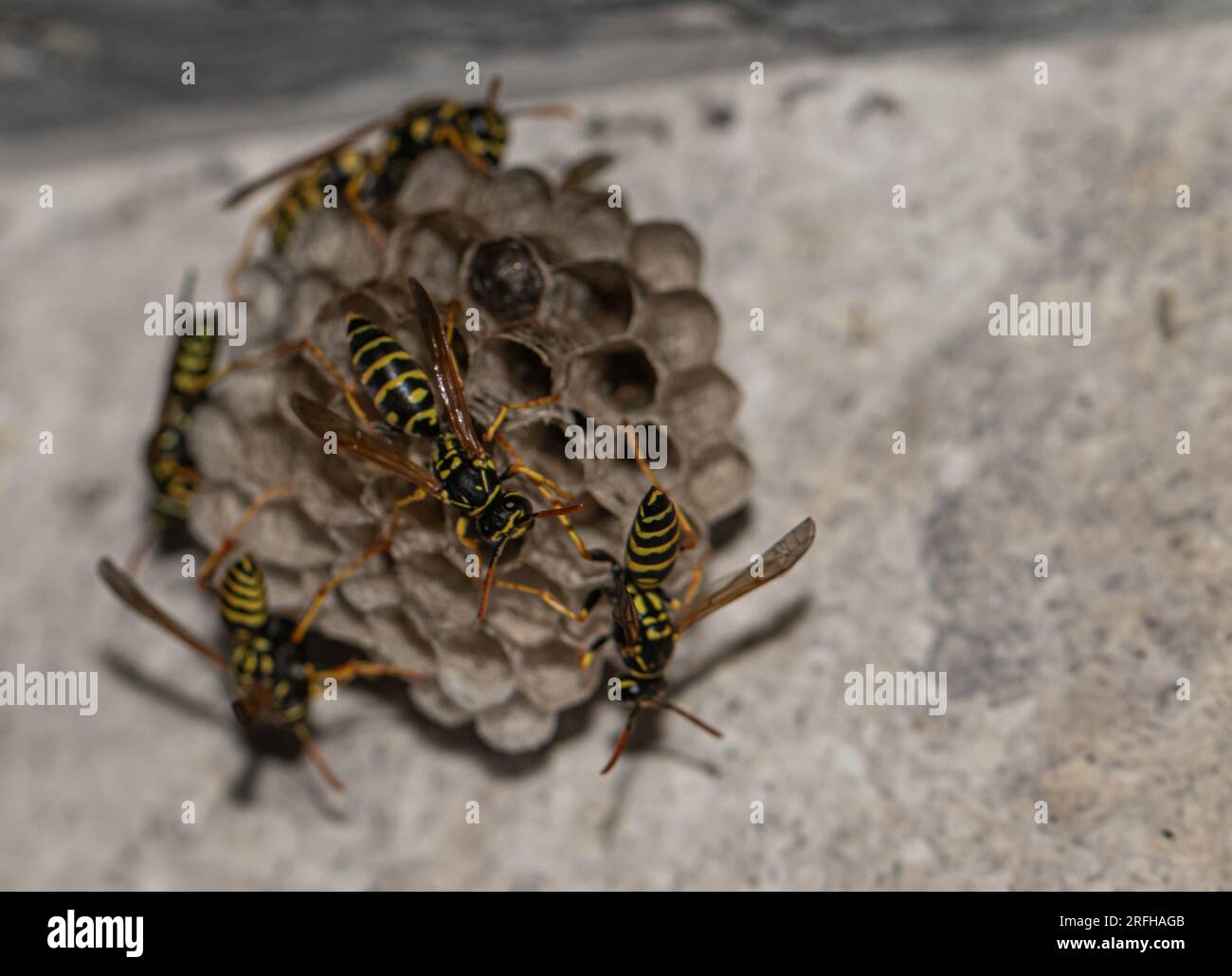 Wespen-Wunderland: Kompliziertes Nest mit beschäftigten Bewohnern Stockfoto