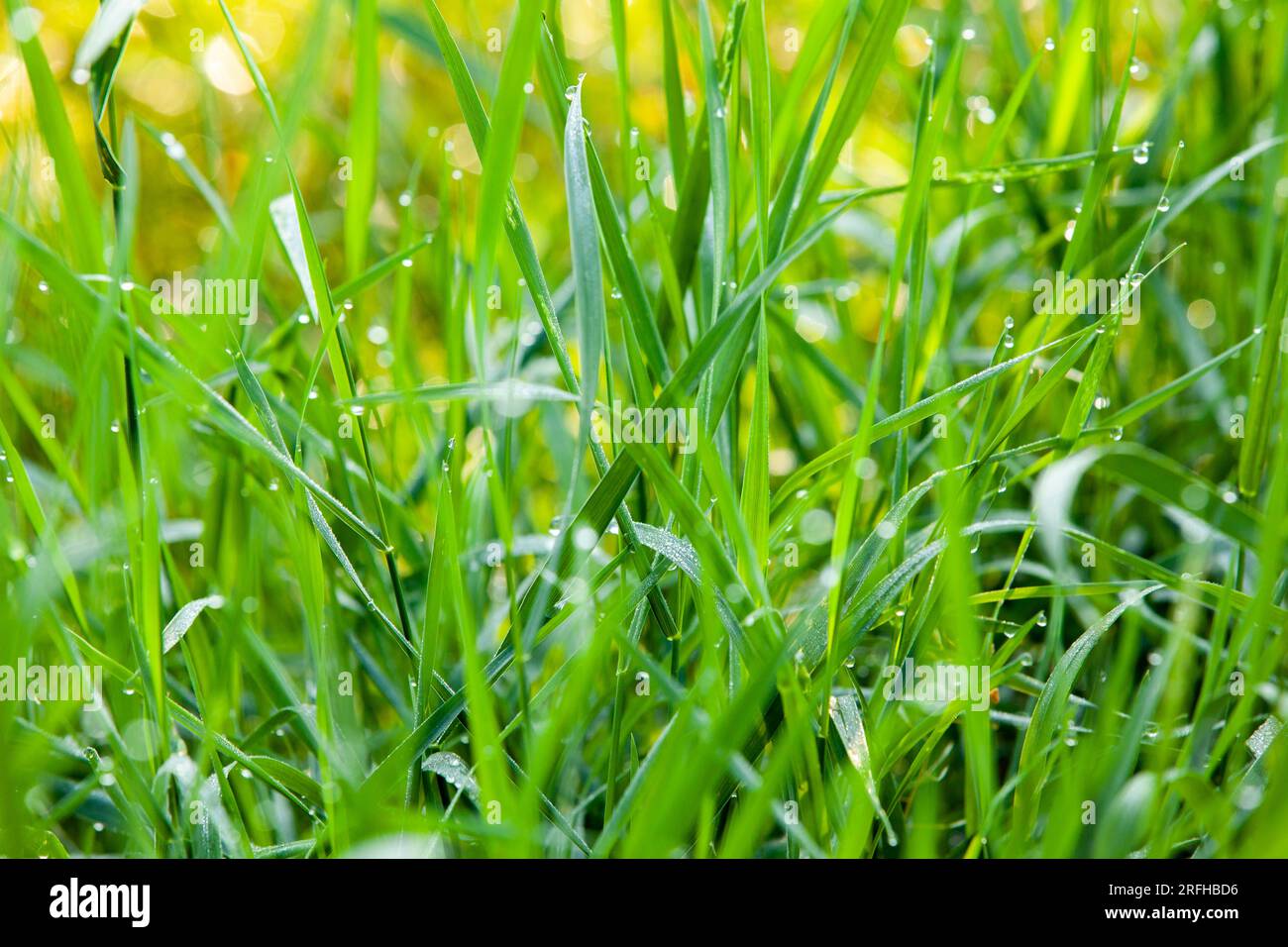 Tau tropft in sonnigen Morgenlichtern auf das Gras. Naturhintergrund. Frühlings- und Sommerkonzept. Stockfoto