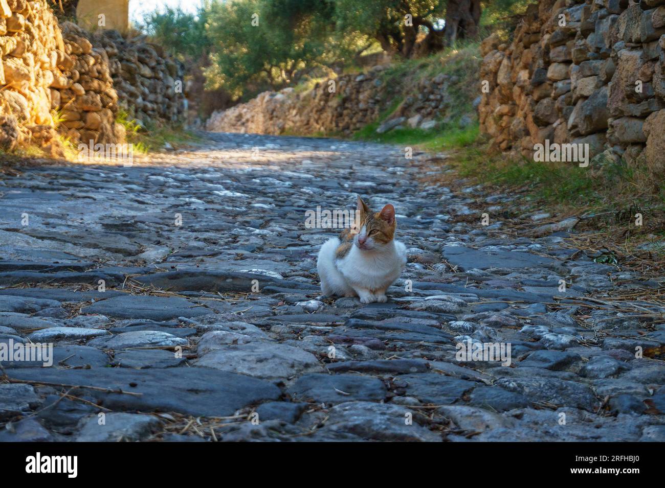 Wunderschöne Katzen am Schloss mit Blick auf die Stadt Koroni in Messenia, Peloponnes, Griechenland Stockfoto