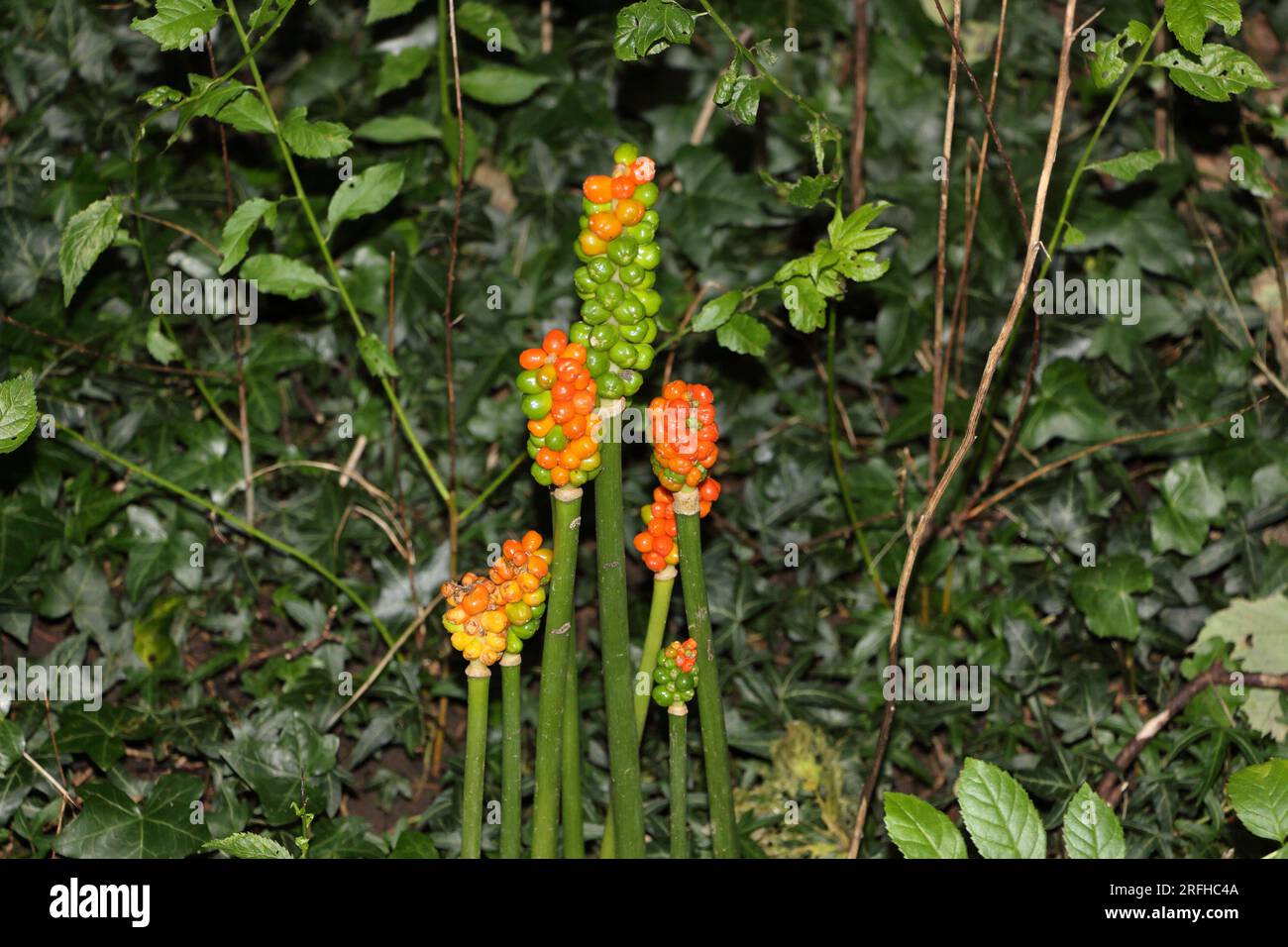 Beeren Stockfotografie auf wachsen Die Maculatum-Stamm in Waldhecke, Alamy - Obstbeeren Arum giftige