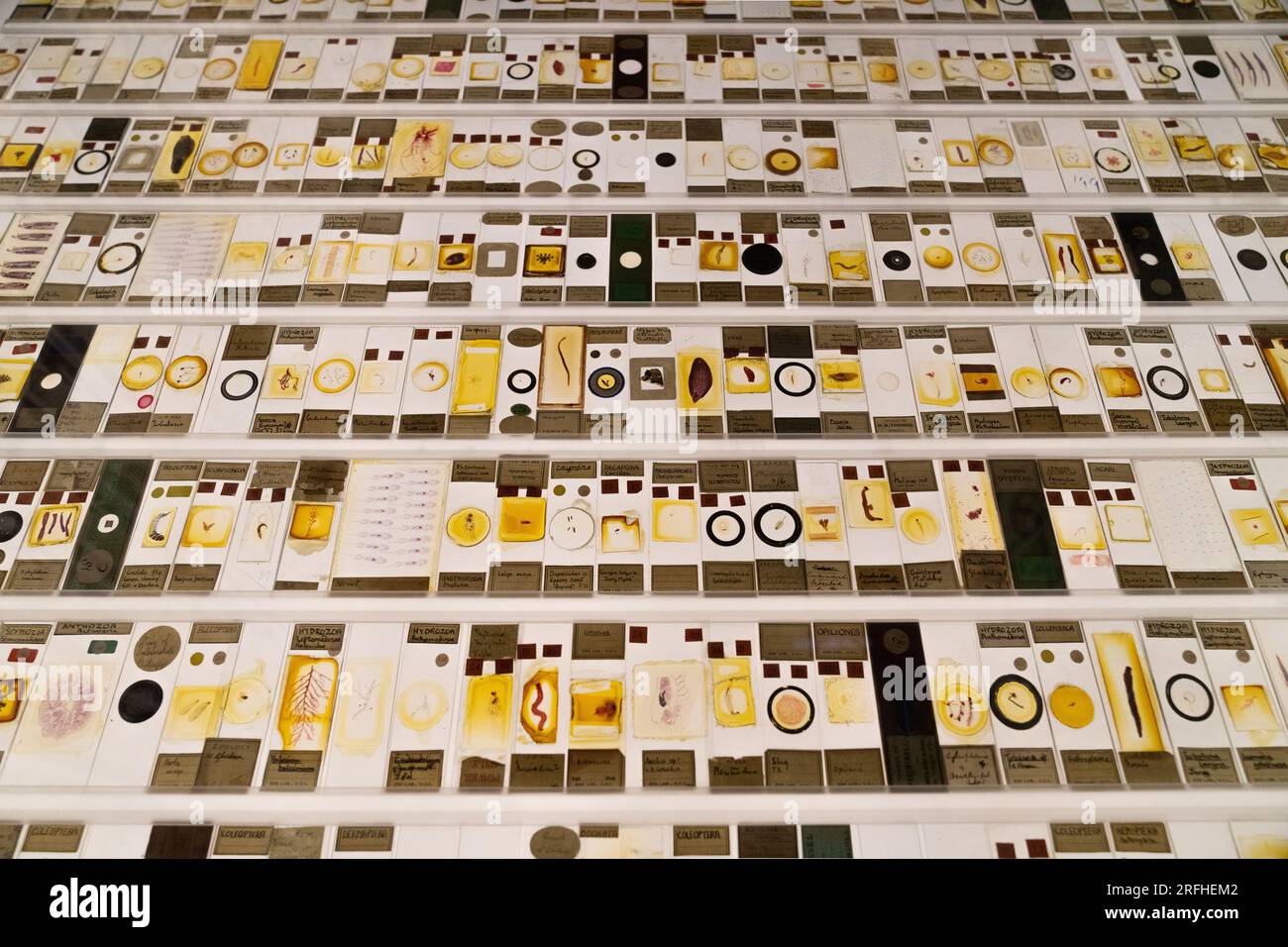 Grant Museum of Zoology - Skelette und erhaltene Überreste großer und kleiner Tiere in Vitrinen im viktorianischen Stil Stockfoto