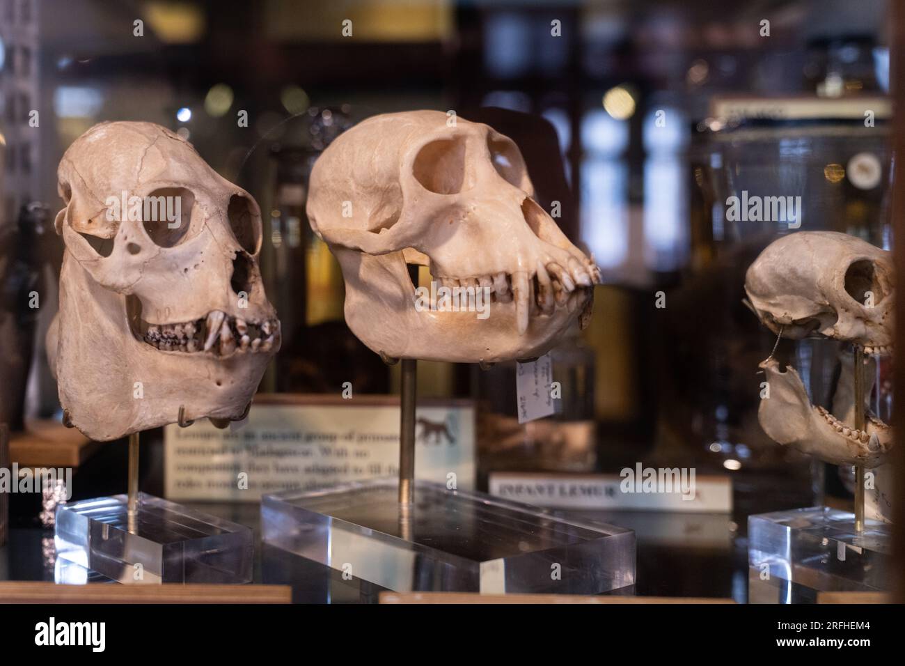 Grant Museum of Zoology - Skelette und erhaltene Überreste großer und kleiner Tiere in Vitrinen im viktorianischen Stil Stockfoto