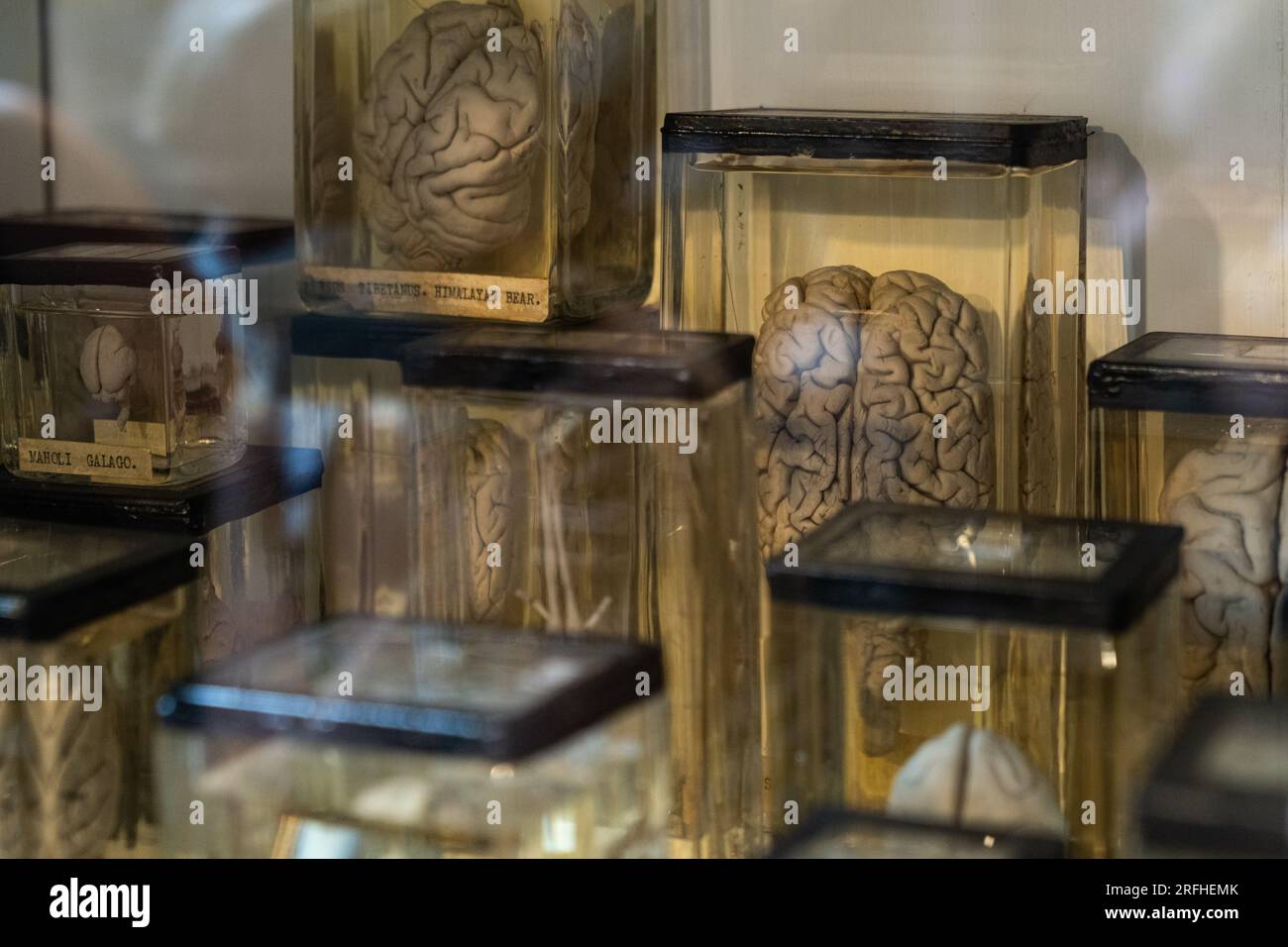 Grant Museum of Zoology - Skelette und erhaltene Überreste großer und kleiner Tiere in Vitrinen im viktorianischen Stil Stockfoto