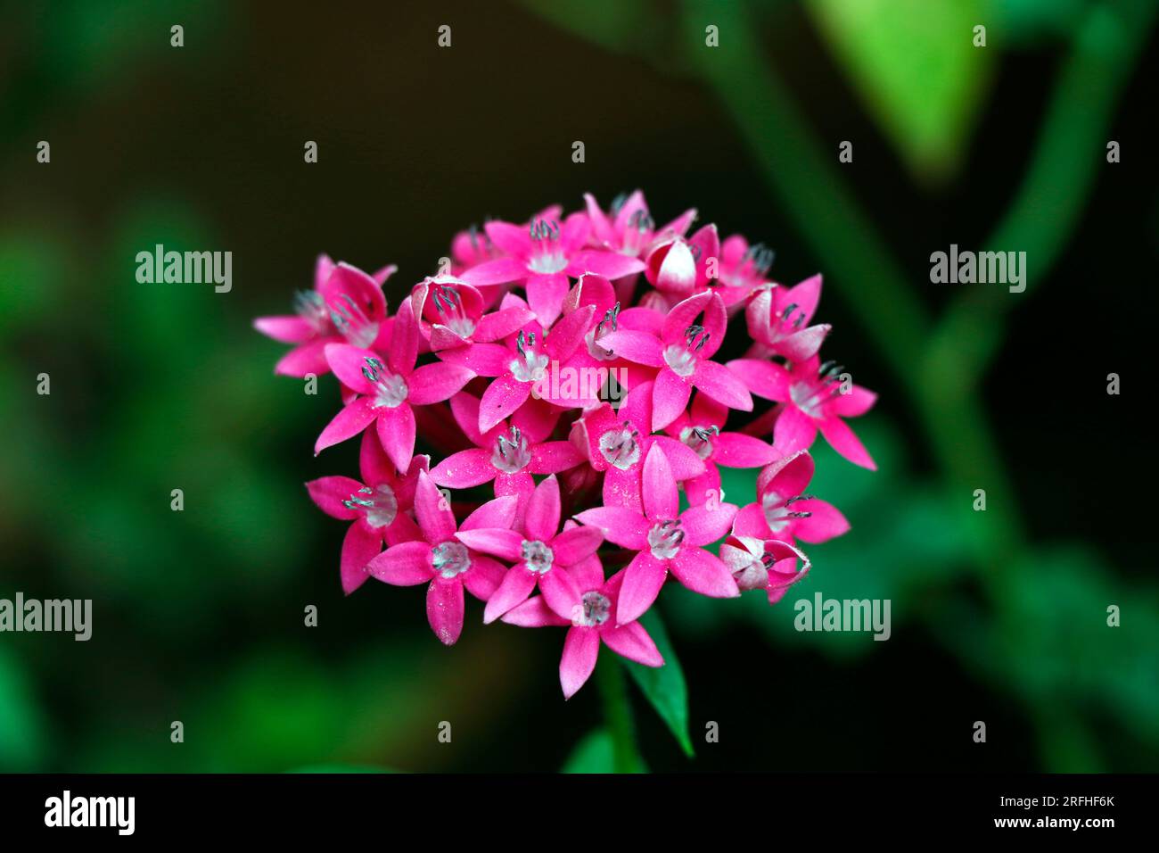 Lila, rosa oder magentafarbene Blume in Nahaufnahme Stockfoto