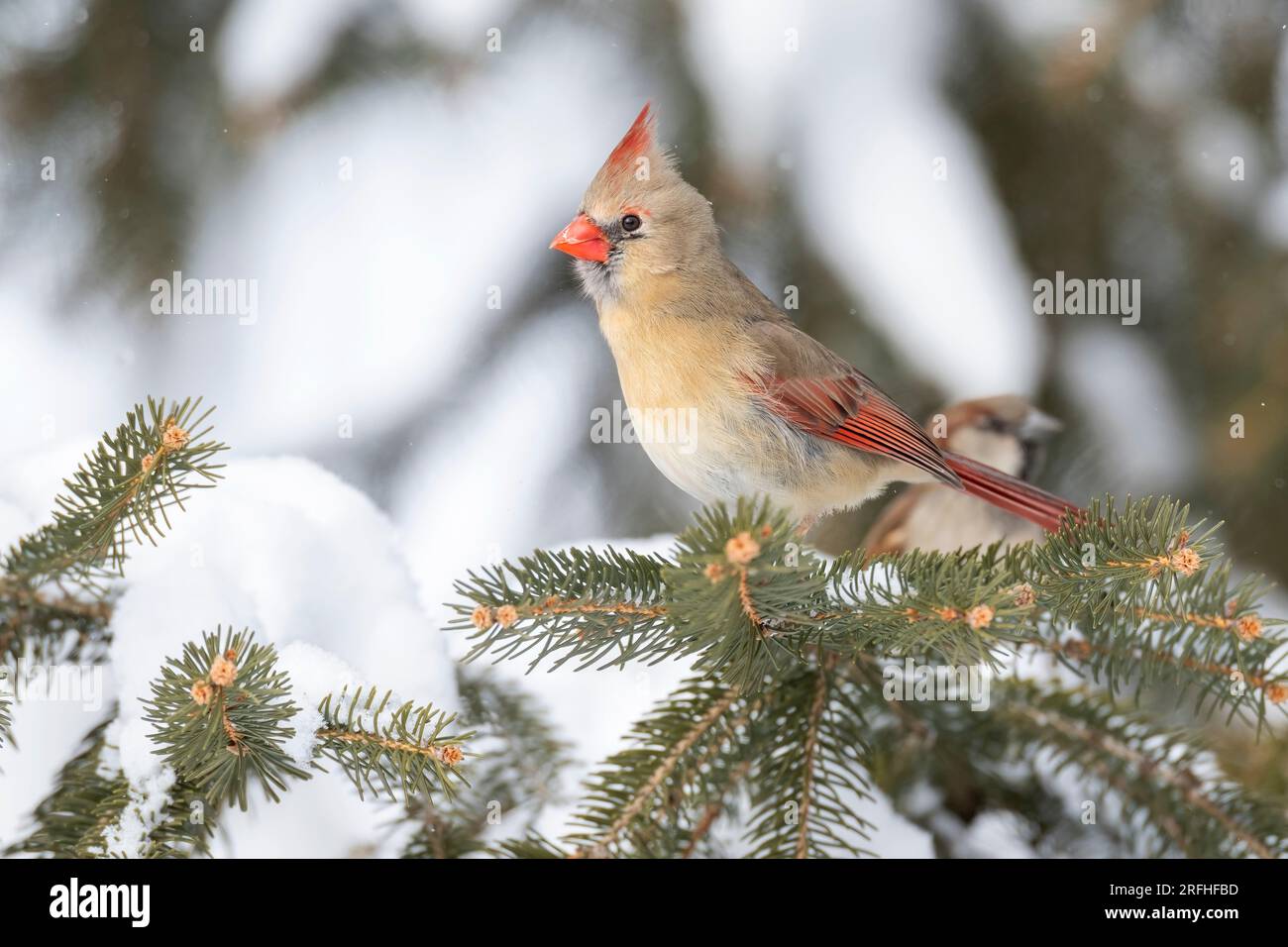 Weiblicher Nordkardinal (Cardinalis cardinalis), östliches Nordamerika, von Dominique Braud/Dembinsky Photo Assoc Stockfoto Weiblicher Nordkardinal (Cardinalis cardinalis), östliches Nordamerika, von Dominique Braud/Dembinsky Photo Assoc Stockfoto