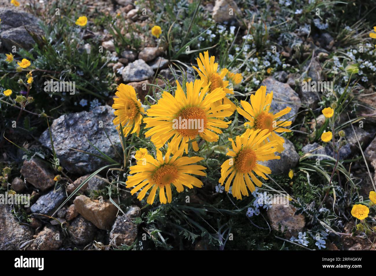 Wildblumen, Arrowleaf Balsamwurzel Stockfoto
