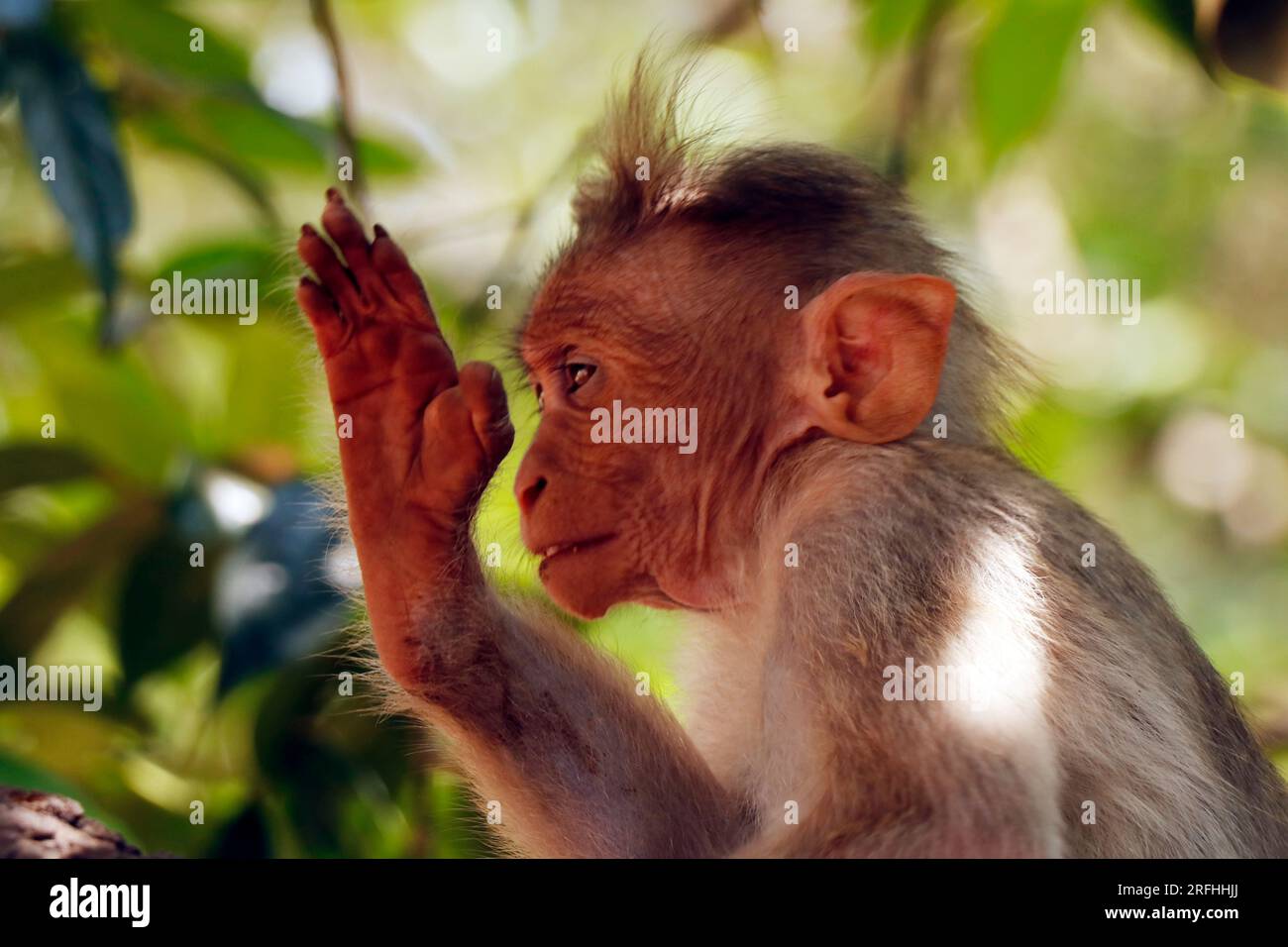 Der Makakenaffe (Macaca radiata) hebt die Hand im Nahbereich Stockfoto