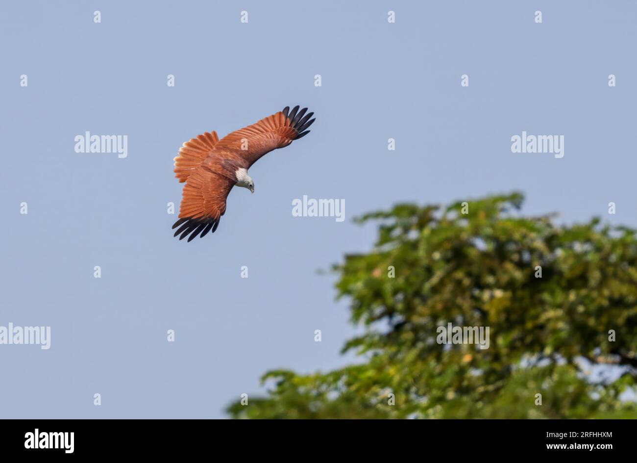 der brahminydrachen, auch bekannt als der rote Seeadler in Australien, ist ein mittelgroßer Greifvogel. Stockfoto