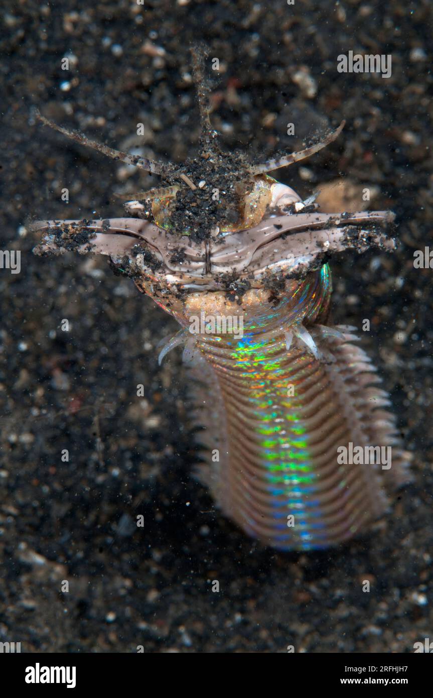 Bobbit Worm, Eunice aphroditois, mit offenen Kiefer außerhalb des Lochs auf schwarzem Sand, Slow Poke Tauchplatz, Lembritstraße, Sulawesi, Indonesien Stockfoto