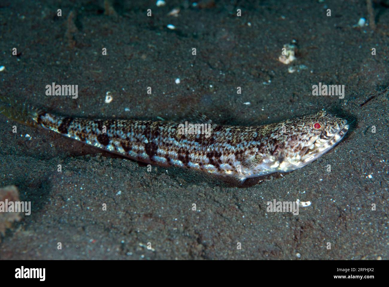 Schlangenfisch, Trachinocephalus myops, Joleha Tauchplatz, LembritStraits, Sulawesi, Indonesien Stockfoto