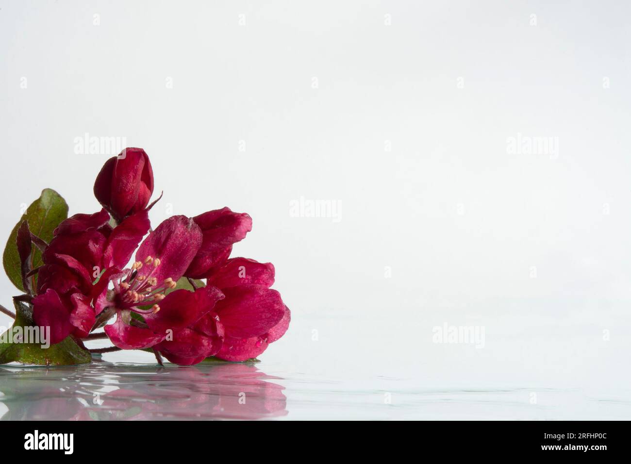 Crab Apple Blumen Stockfoto