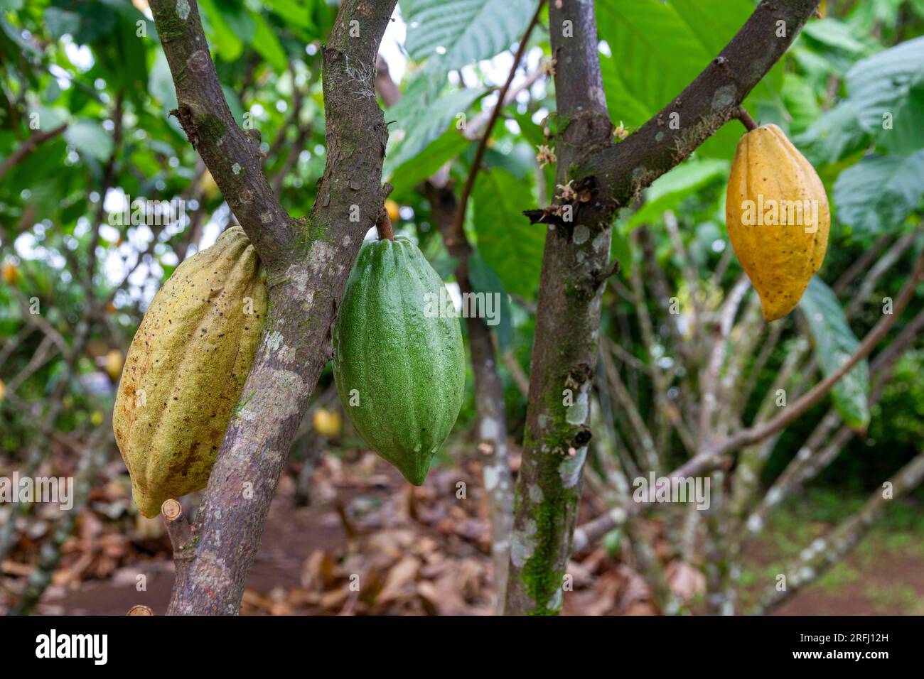 Kakao-costarica Stockfoto