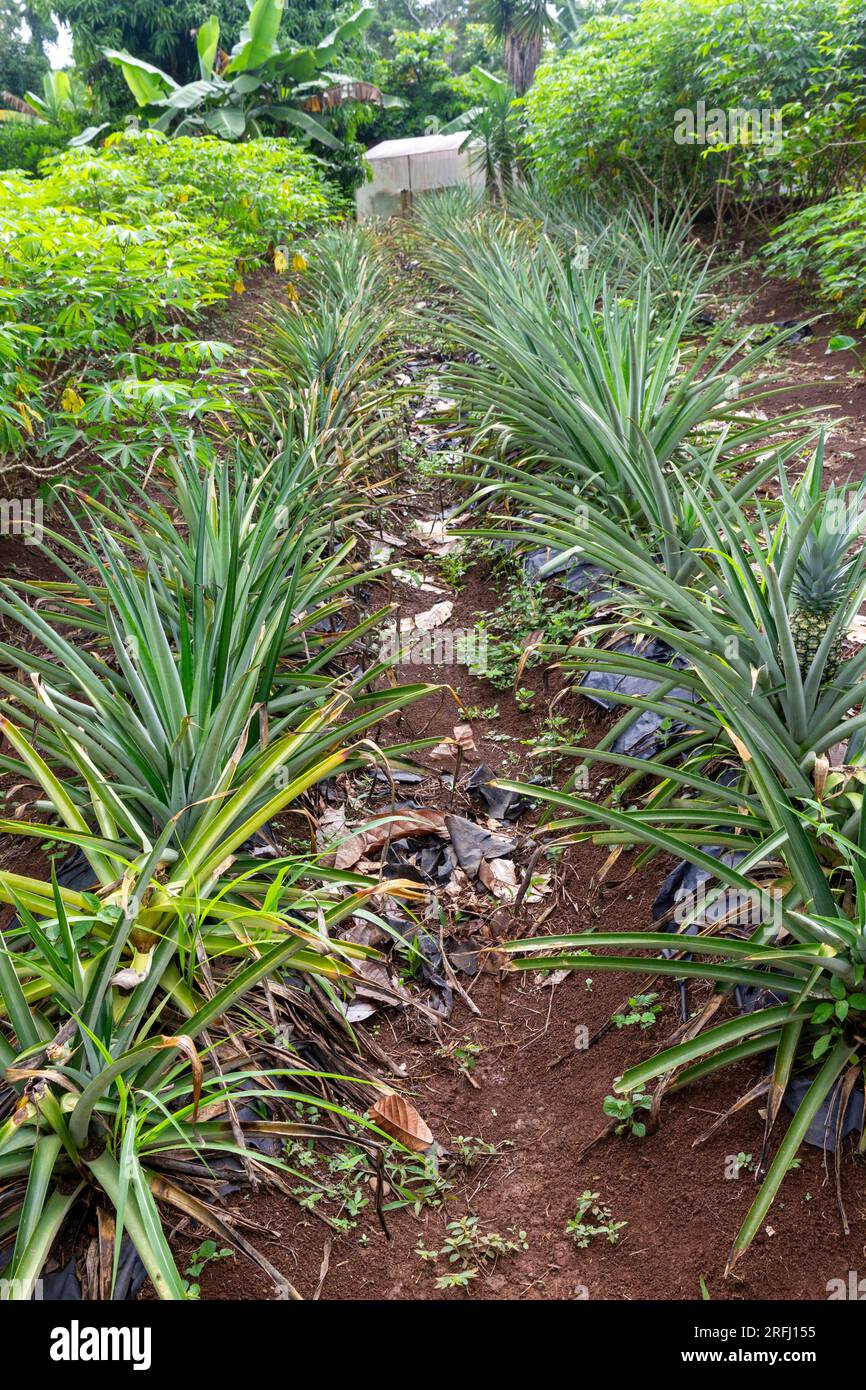 Ananas im Kleinbetrieb Costa Rica Stockfoto