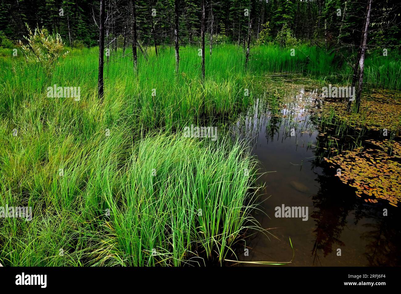 Ein Landschaftsbild von wildem Gras, das in einem Feuchtgebiet im ländlichen Alberta, Kanada, wächst Stockfoto