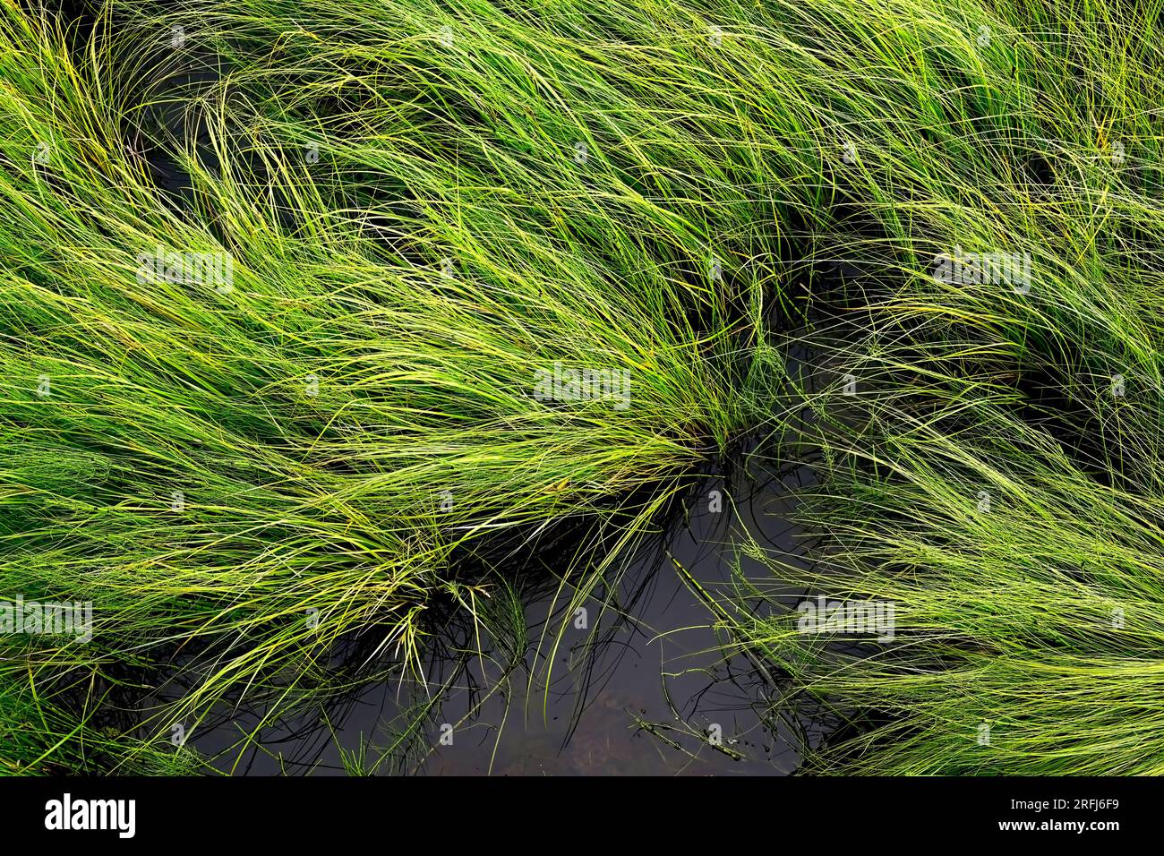 Ein Landschaftsbild von wildem Gras, das in einem Feuchtgebiet im ländlichen Alberta, Kanada, wächst Stockfoto