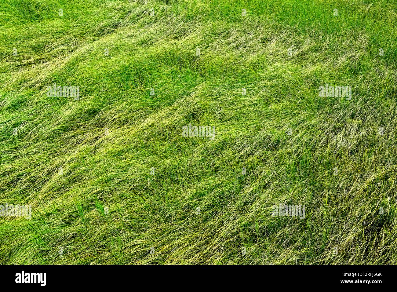 Ein Landschaftsbild von wildem Gras, das in einem Feuchtgebiet im ländlichen Alberta, Kanada, wächst Stockfoto