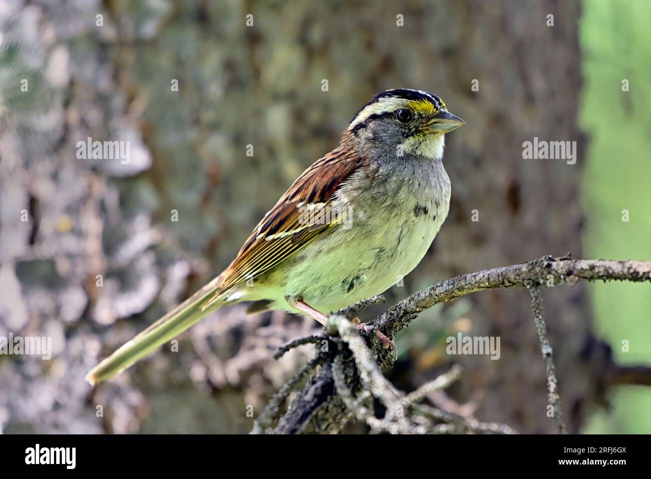 Ein Weißkehlchen „Zonotrichia albicollis“, hoch oben auf einem Ast in seinem Waldlebensraum im ländlichen Alberta, Kanada. Stockfoto