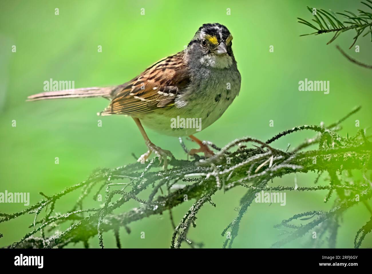 Ein Weißkehlchen „Zonotrichia albicollis“, hoch oben auf einem Ast in seinem Waldlebensraum im ländlichen Alberta, Kanada. Stockfoto