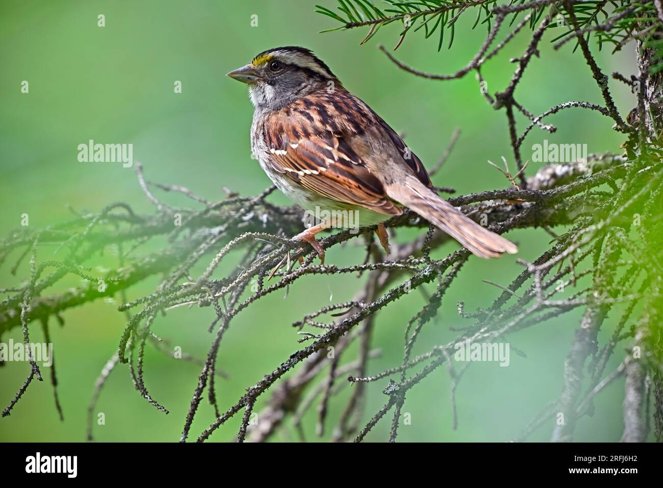 Ein Weißkehlchen „Zonotrichia albicollis“, hoch oben auf einem Ast in seinem Waldlebensraum im ländlichen Alberta, Kanada. Stockfoto