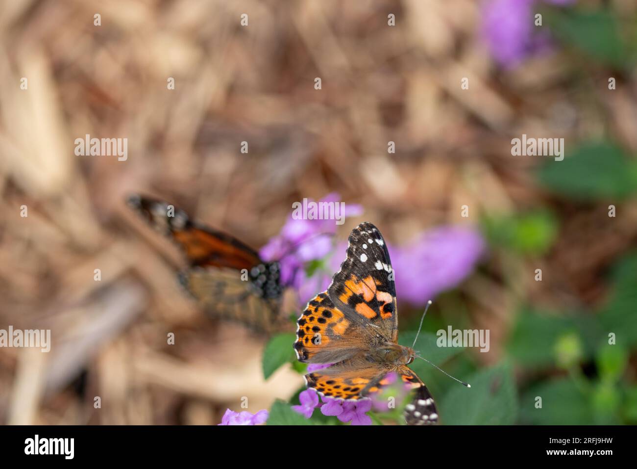 Nahaufnahme des Schmetterlingshintergrunds mit einer Blume. Hochwertiges Foto Stockfoto