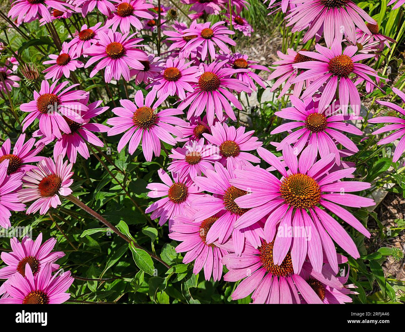 Nahaufnahme von rosa Coneflowers in einem sonnigen Garten Stockfoto